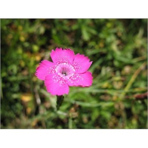 Dianthus Deltoides