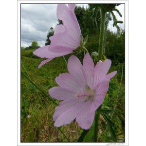 Malva Alcea