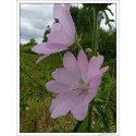 Malva Alcea (Lot de 10 graines)