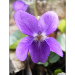 Viola Odorata (Lot de 10 graines)