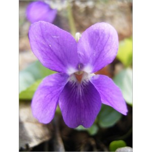 Viola Odorata (Lot de 10 graines)