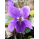 Viola Odorata (Lot de 10 graines)