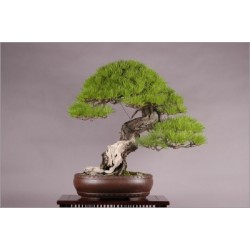 Pinus Densiflora (Lot de 10 graines)