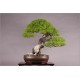 Pinus Densiflora (Lot de 10 graines)