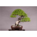 Pinus Densiflora (Lot de 10 graines)