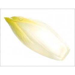 Endive (Lot de 40 graines)