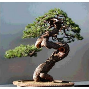 Pinus Mugo Pumilio