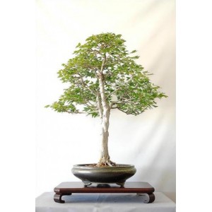 Acer Buergerianum (Lot de 10 graines)