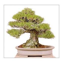 Pinus Thunbergii (Lot de 10 graines)