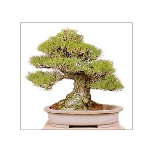 Pinus Thunbergii (Lot de 10 graines)