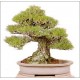 Pinus Thunbergii (Lot de 10 graines)