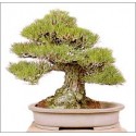 Pinus Thunbergii (Lot de 10 graines)