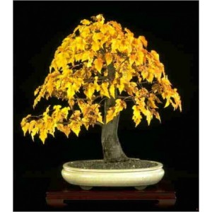 Acer Ginnala (Lot de 10 graines)