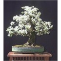 Prunus Mahaleb (Lot de 10 graines)