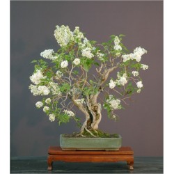 Syringa Vulgaris (Lot de 10 graines)