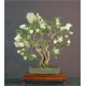 Syringa Vulgaris (Lot de 10 graines)