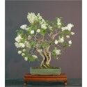 Syringa Vulgaris (Lot de 10 graines)