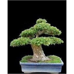 Zelkova Serrata (Lot de 10 graines)