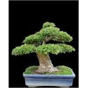 Zelkova Serrata (Lot de 10 graines)