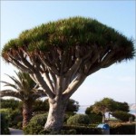 Dracaena Draco (lot de 10 graines)