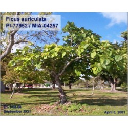 Ficus Auriculata (Lot de 10 graines)