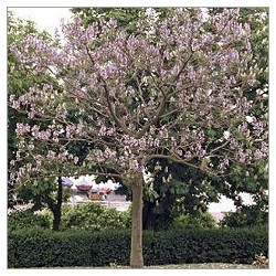 Paulownia Tomentosa (Lot de 10 graines)