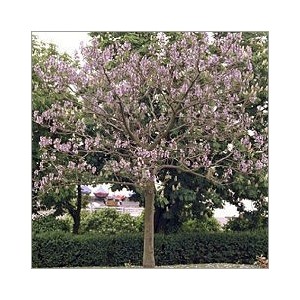 Paulownia Tomentosa (Lot de 10 graines)