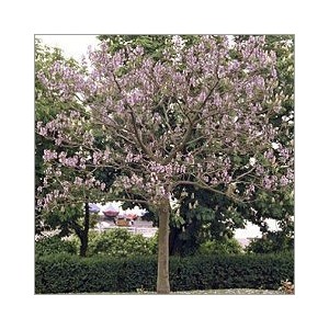 Graines De Paulownia Tomentosa (Kiri) - Lot De 1000 Graines, Croissance Rapide, Résiste Jusqu'à -28°C | Arbre à Fleurs Bleu-violet