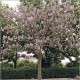 Paulownia Tomentosa (Lot de 10 graines)