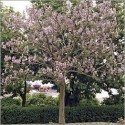 Paulownia Tomentosa