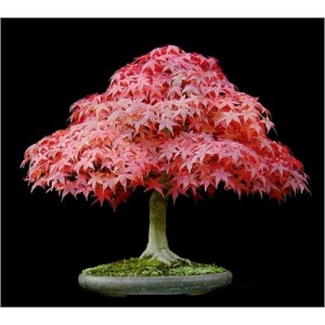 Acer Palmatum (Lot de 10 graines)