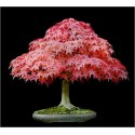 Acer Palmatum (Lot de 10 graines)