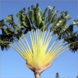 Ravenala Madagascariensis (Lot de 10 graines)