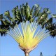 Ravenala Madagascariensis