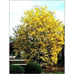 Tabebuia Chrysotricha (Lot de 10 graines)