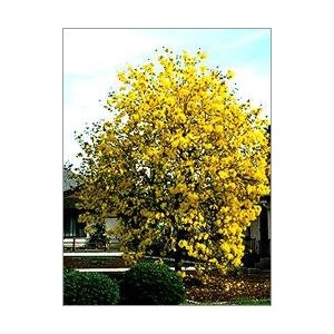 Tabebuia Chrysotricha