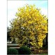 Tabebuia Chrysotricha (Lot de 10 graines)