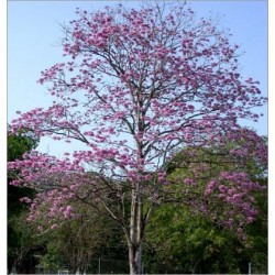 Tabebuia Rosea