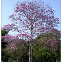 Tabebuia Rosea