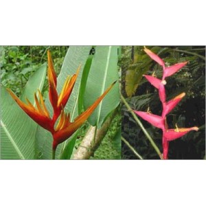 Heliconia Spathocircinata (Lot de 10 graines)