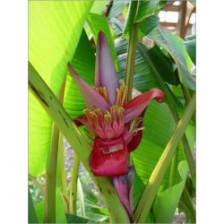 Musa Velutina (Lot de 10 graines)