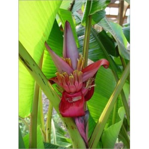 Musa Velutina (Lot de 10 graines)