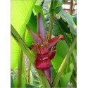 Musa Velutina (Lot de 10 graines)