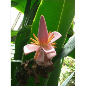 Musa Ornata (Lot de 10 graines)