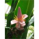 Musa Ornata (Lot de 10 graines)