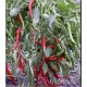 Capsicum cayenne (Lot de 10 graines)