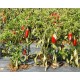 Capsicum Jalapeno (Lot de 10 graines)