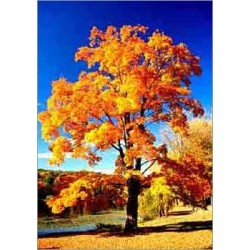 Acer Saccharum (Lot de 10 graines)