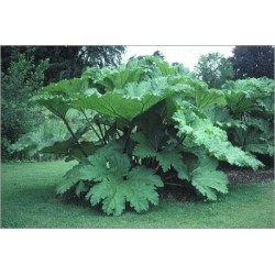 Gunnera Manicata