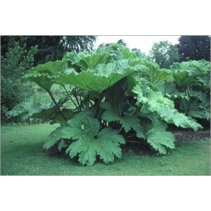 Gunnera Manicata